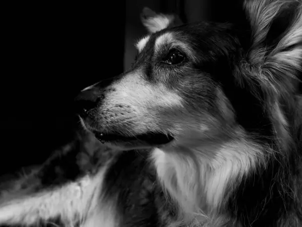 Graustufenporträt Eines Border Collie Hundes Nahaufnahme Mit Unscharfem Hintergrund — Stockfoto