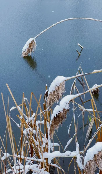 冬日里 在冰封的湖面上方 冰封在冰封的湖岸上的雪地芦苇 — 图库照片