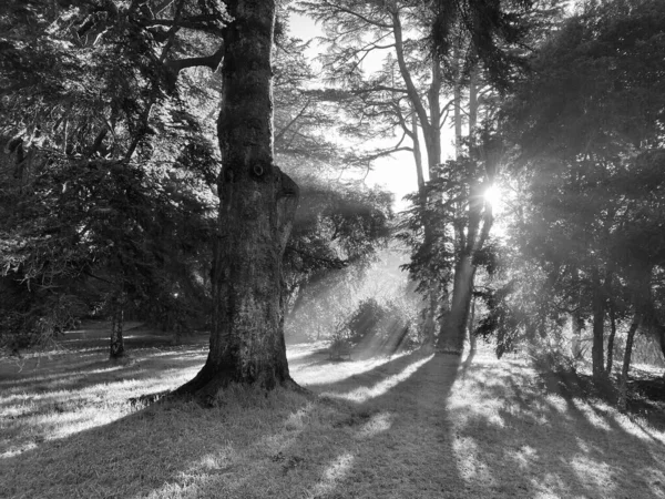 Une Échelle Gris Soleil Brille Travers Les Arbres Une Forêt — Photo
