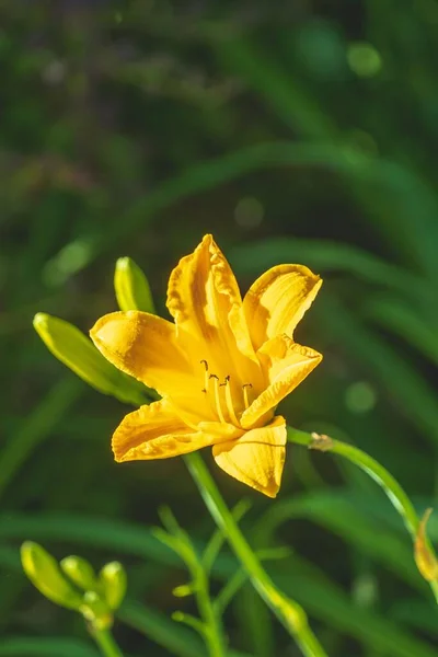 緑の背景をぼかすように咲く黄色の花の垂直ショット — ストック写真