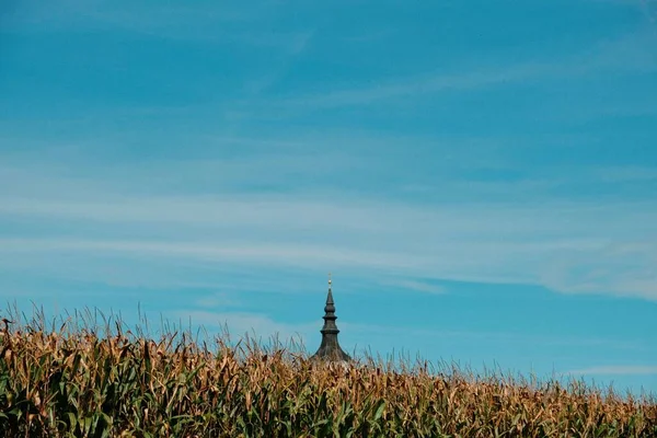 曇った空を背景に教会の塔を持つトウモロコシ畑 — ストック写真