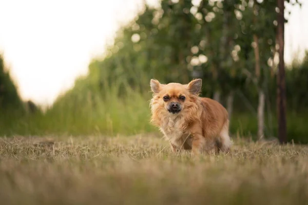 Gros Plan Chihuahua Mignon Dans Champ — Photo