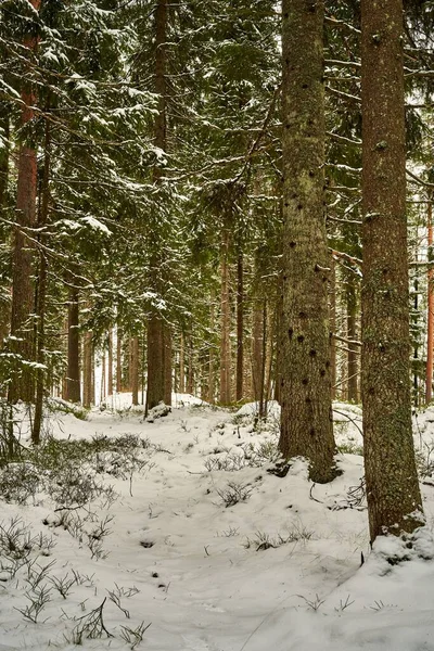 Stock image Newly fallen snow in forest. Nice light and atmosphere. Beautiful path leading into forest