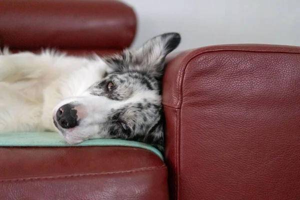 Une Vue Rapprochée Berger Australien Couché Sur Canapé — Photo