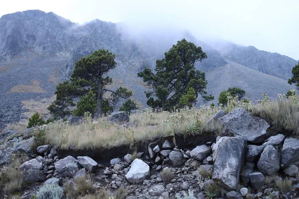 多雾的天气里 山区美丽的石头和树木构成的景观 — 图库照片