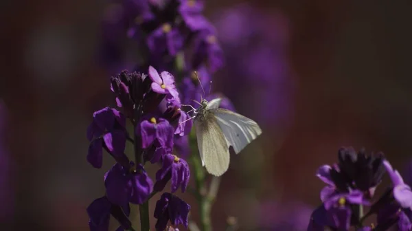 Gros Plan Papillon Sur Une Fleur Violette — Photo