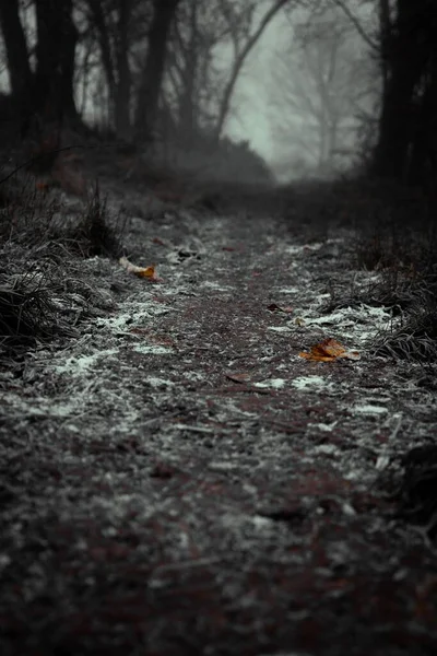 Вертикаль Замерзлого Шляху Лісова Стежка Морозами Захопленими Похмурий Холодний День — стокове фото