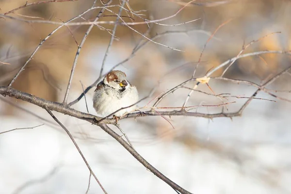 一只真正的麻雀的特写镜头栖息在冬日花园的树枝上 — 图库照片