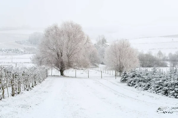 Gün Boyunca Ağaçlarla Çevrili Karla Kaplı Bir Yolun Güzel Bir — Stok fotoğraf