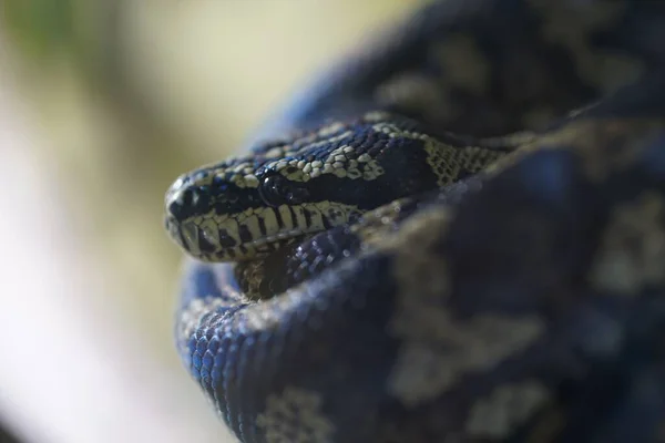 Close Morelia Spilota Mcdowelli Tapete Phyton Textura Pele Cobra — Fotografia de Stock