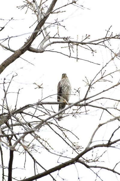 白色の背景を背景に木の枝に座っている鷹の垂直ショット — ストック写真