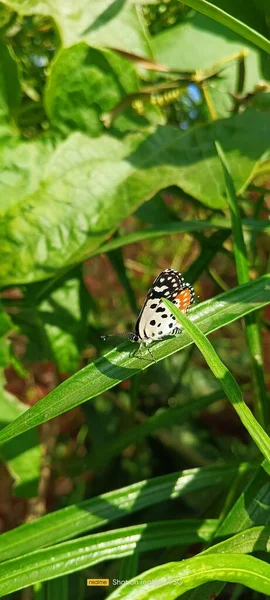 Gros Plan Vertical Papillon Talicada Perché Sur Une Plante Verte — Photo