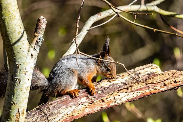 Tiro Perto Esquilo Encontrado Vaguear Pela Selva Num Dia Ensolarado — Fotografia de Stock