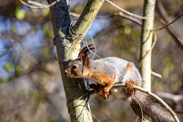 Tiro Perto Esquilo Encontrado Vaguear Pela Selva Num Dia Ensolarado — Fotografia de Stock