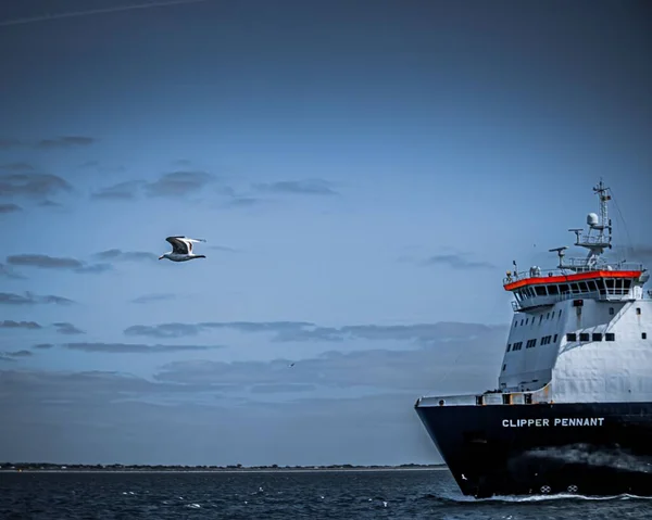 Güneşli Bir Günde Clipper Pennant Gemisinin Önünde Uçan Bir Martının — Stok fotoğraf