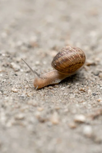 地面上的蜗牛在模糊的背景下垂直射击 — 图库照片