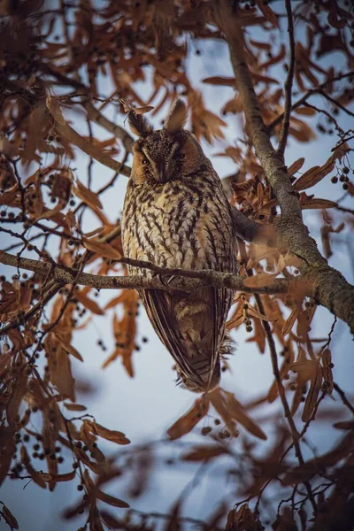 Vertical Shot Long Eared Owl Asio Otus Resting Tree Blurred — Stock Photo, Image