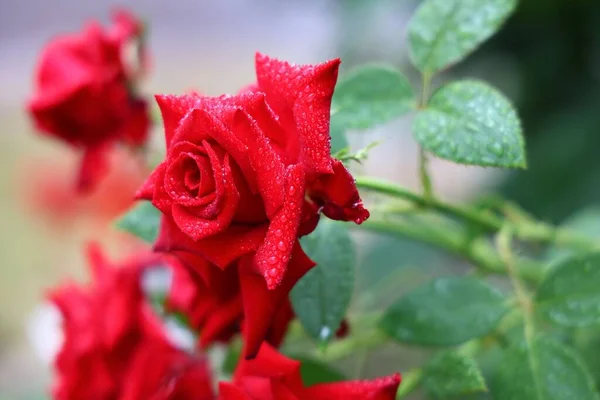 Zbliżenie Krzewu Czerwonej Róży Kroplami Płatkach Rosnących Ogrodzie — Zdjęcie stockowe