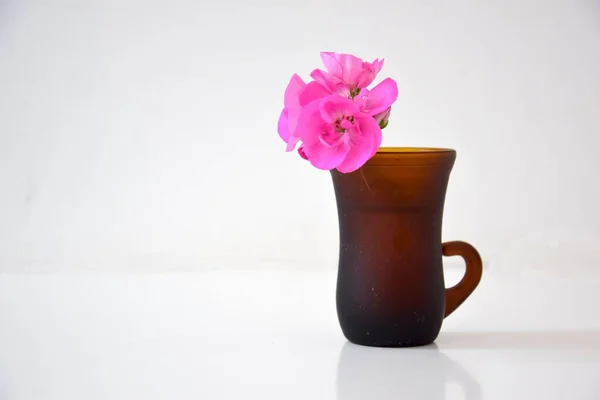 Blick Auf Eine Rosa Geranie Einer Tasse Mit Weißem Hintergrund — Stockfoto