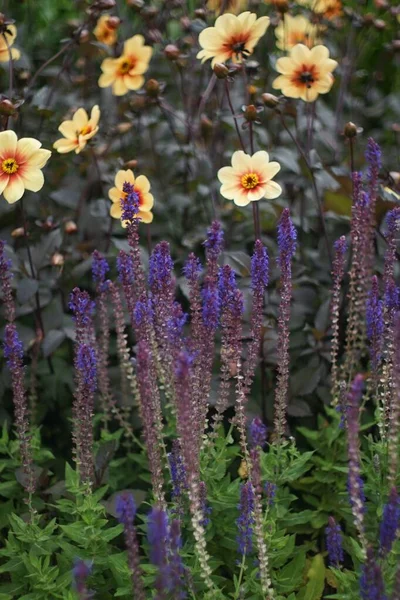 Μια Επιλεκτική Από Dahlia Moonfire Λουλούδια Ένα Βοτανικό Κήπο Στη — Φωτογραφία Αρχείου