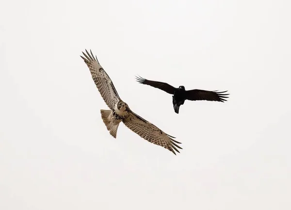 Plan Angle Bas Faucon Queue Rousse Corbeau Volant Par Une — Photo