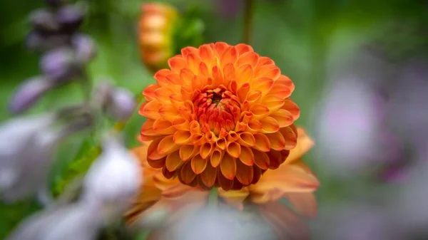 Mělké Zaostření Záběr Oranžové Dahlia Květiny Zahradě Rozmazaným Pozadím — Stock fotografie