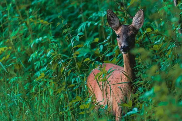 Ein Majestätischer Hirsch Einem Immergrünen Wald Tagsüber — Stockfoto