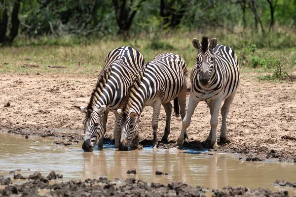 Vlakten Zebra Drinken Water Uit Een Vijver Het Wild Zuid — Stockfoto