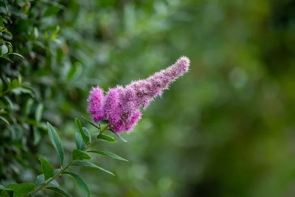 Closeup Shot Pink Spiraea Salicifolia Flower Blurred Background — Stock Photo, Image
