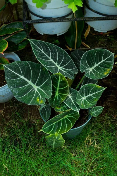 식물인 알로카시아 — 스톡 사진