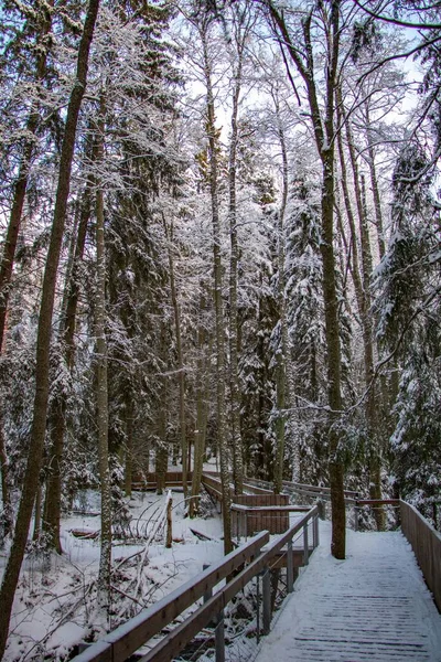 Winter Landscape Magical Swedish Forest White Trees Wooden Footbridge — Stock Photo, Image