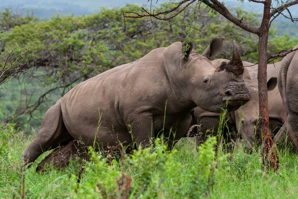 White Rhinos Wild Africa — Stock Photo, Image