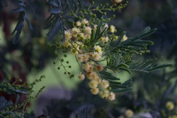Крупный План Травяных Цветов Мимозы — стоковое фото