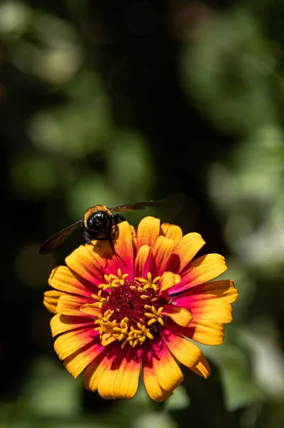 Güneşli Bir Günde Çiçeğin Üzerindeki Arıların Dikey Görüntüsü — Stok fotoğraf