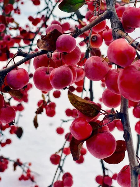 Gros Plan Prunes Rouges Mûrissant Sur Arbre — Photo