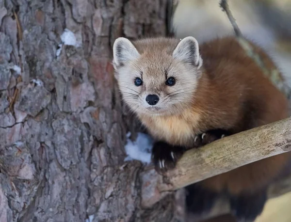 stock image A closeup of an American marten (Martes americana) on a tree against blurred background