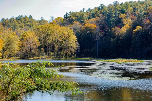 晴れた日の秋に森の中の背の高い木に囲まれた川 — ストック写真