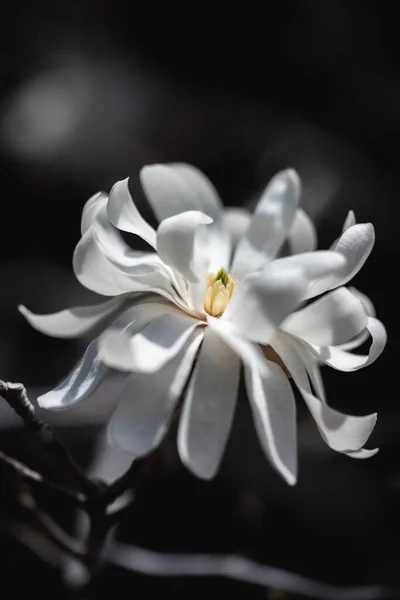 Bulanık Arkaplanda Çiçek Açan Beyaz Çiçeğin Dikey Yakın Çekimi — Stok fotoğraf