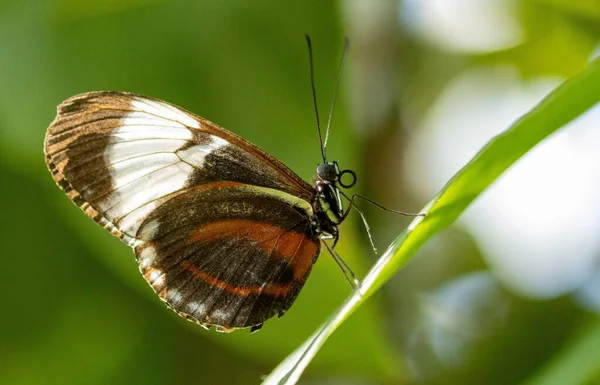 Primer Plano Una Mariposa Cydno Longwing Una Planta — Foto de Stock