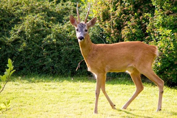 庭の中のヨーロッパのイクラの鹿の美しい景色 — ストック写真