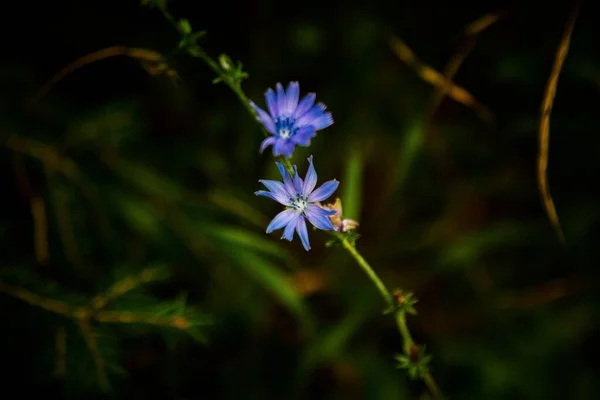 Egy Kék Virág Képe Árnyékban — Stock Fotó