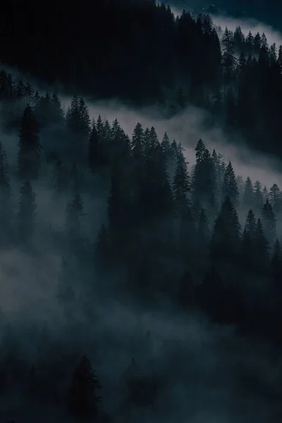 Fotografie Verticală Unei Păduri Frumoase Lângă Munții Vorarlberg Austria — Fotografie, imagine de stoc