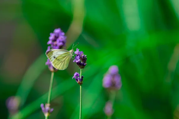 Primer Plano Una Mariposa Blanca Flor Púrpura — Foto de Stock