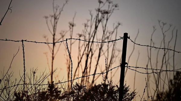Металевий Паркан Рослинами Силуету Деревами Позаду Під Небом Заходу Сонця — стокове фото