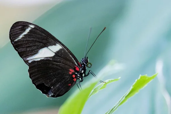 Closeup Shot Heliconius Doris Butterfly Plant — Stock Photo, Image