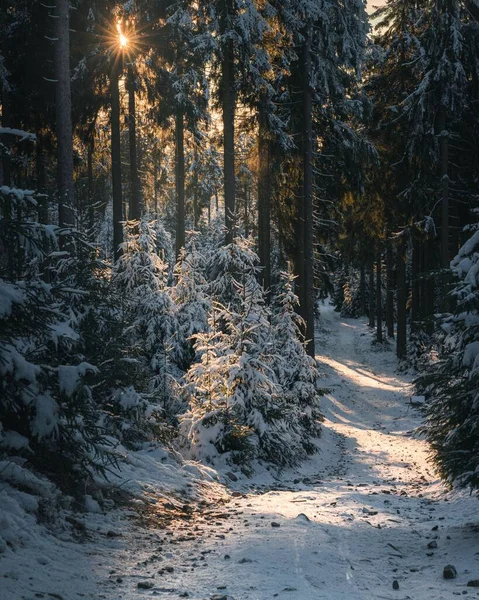 Piękny Zimowy Poranek Taunus Niemcy Wąska Ścieżka Otoczona Śnieżnymi Sosnami — Zdjęcie stockowe
