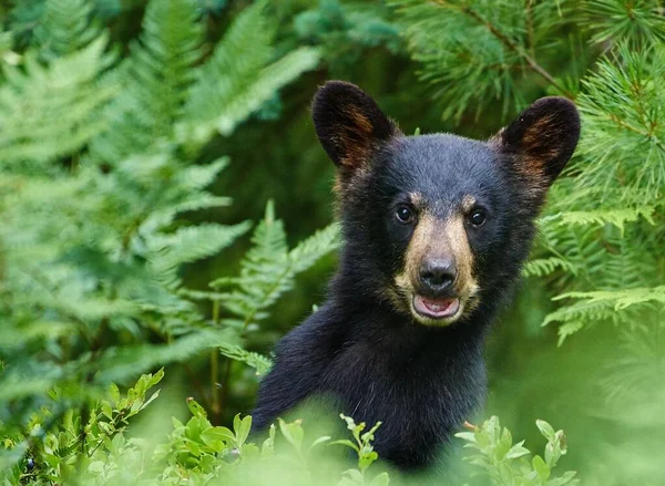 Крупный План Черно Бурого Медвежонка Лесу Смотрящего Камеру — стоковое фото