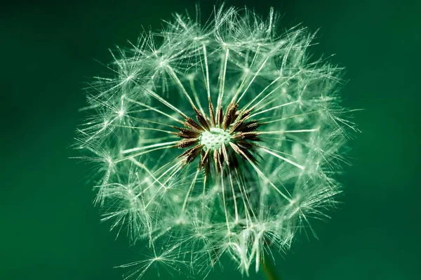Makro Ujęcie Kwiatu Mniszka Lekarskiego Odizolowanego Zielonym Tle — Zdjęcie stockowe