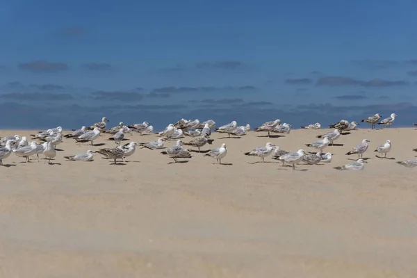 在海岸上的一群海鸥的特写镜头 — 图库照片