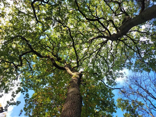 Niski Kąt Ujęcia Zielonych Drzew Przeciwko Błękitnemu Niebu Pobliżu Zamku — Zdjęcie stockowe